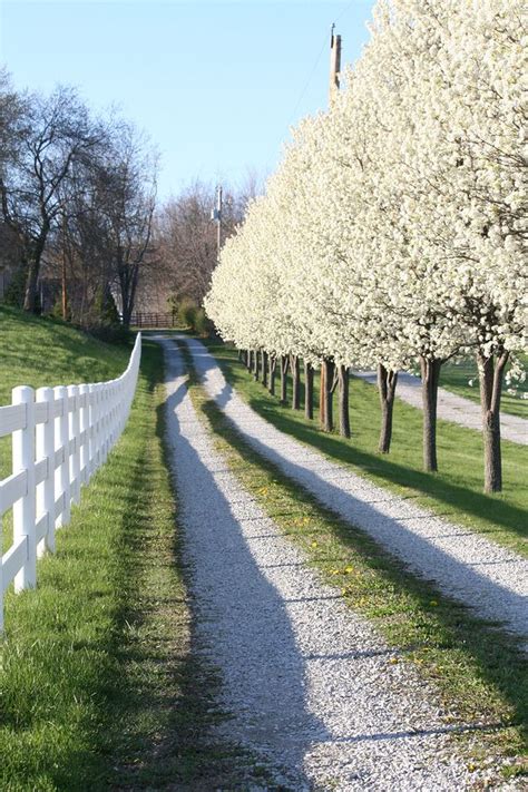 It is a solid driving surface yet it drains water right through it. bitcoin ферма - Поиск в Google | Grass driveway, Outdoor ...