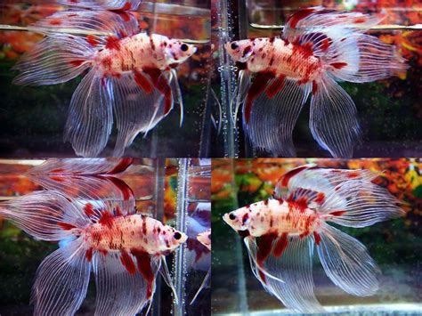 That is why we have covered the main ten differences between koi and gold fish. Koi doubletail. | Betta and Fish love. | Pinterest | Betta