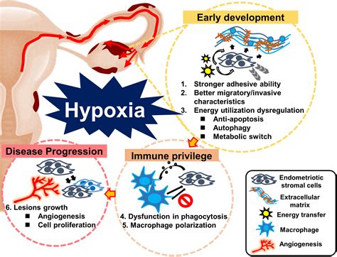 Hypoxia And Reproductive Health The Role Of Hypoxia In The Development