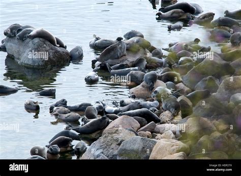 The Baikal Seal Nerpa Stock Photo Alamy
