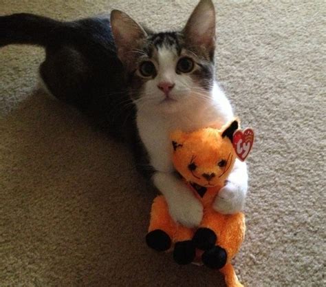 Cats With Stuffed Animals 97 Pics