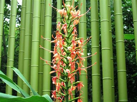 Bamboo Growth Habits Studiousguy
