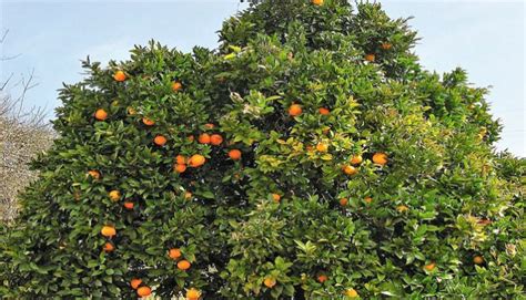 Naranjo Dulce Citrus Sinensis Origen Cultivo Cuidados Y Usos