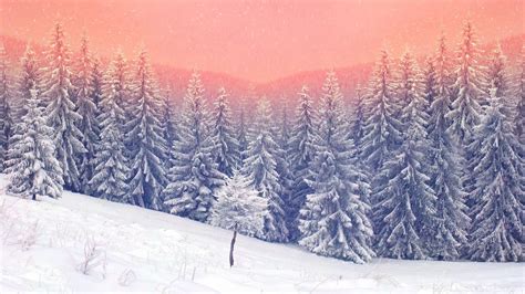 2560x1440 Landscape Snow Trees 5k 1440p Resolution Hd 4k Wallpapers