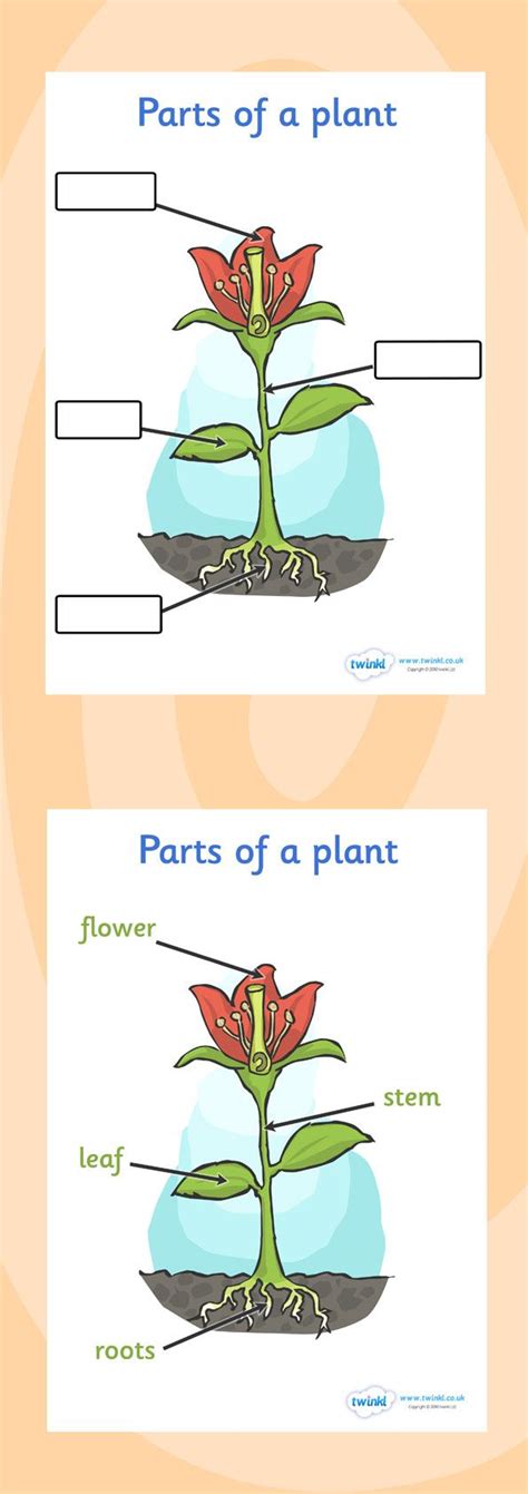Twinkl Resources Parts Of A Plant Foundation Classroom Printables