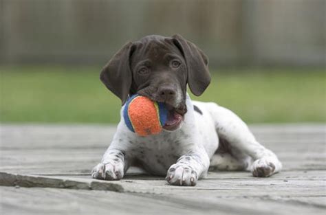 It's safe to say that you should brush your pointerdor once or twice a week to keep hair loss under control. Breeds Dog: Breeds German Shorthaired Pointer Dog