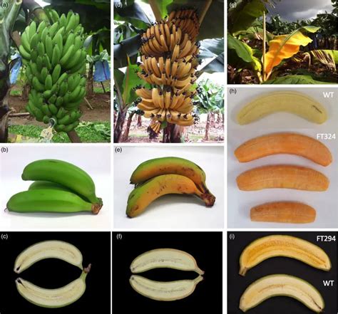 Researchers Have Created Golden Banana That Could Save Lives In Africa