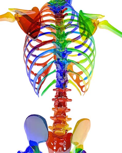 Human Skeleton Color Model Digital Art By Betsy Knapp Pixels