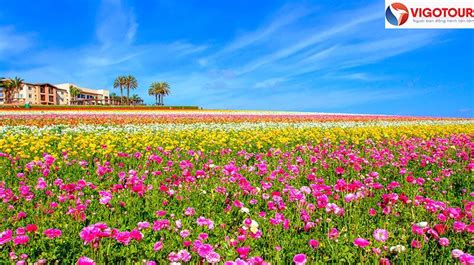 Du Lịch California Tham Quan Cánh đồng Hoa Mao Lương The Flower Fields