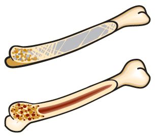 Cross section of hollow bone and microscopic feather structure. Project Beak: Adaptations: Skeletal System: Hollow Bones