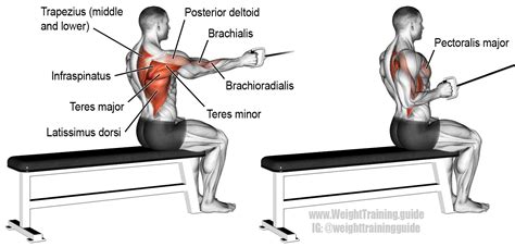 However, not all muscles are named in this manner. Seated one-arm cable row | Good back workouts, Back ...