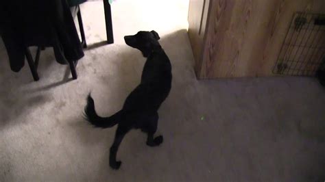 They look very frightened and freeze whilst staring into thin air. Dog sees a ghost! Real! Caught on tape! - Part 2 - YouTube