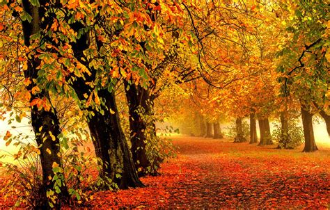 Wallpaper Road Autumn Forest Leaves Trees Nature
