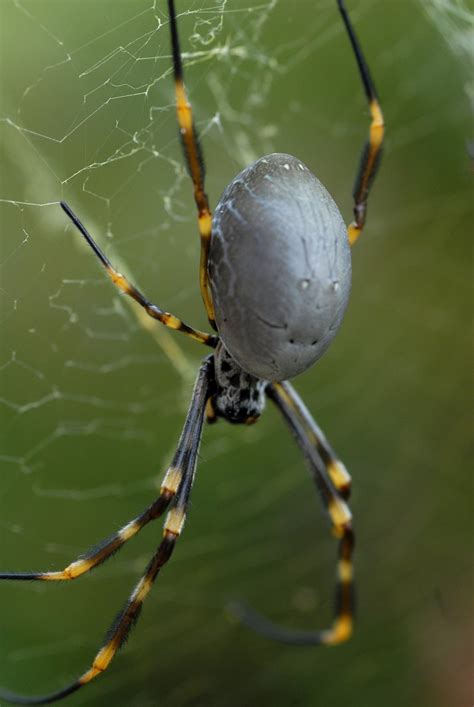 42 Top Pictures Common Backyard Spiders Is It Ok To Throw House