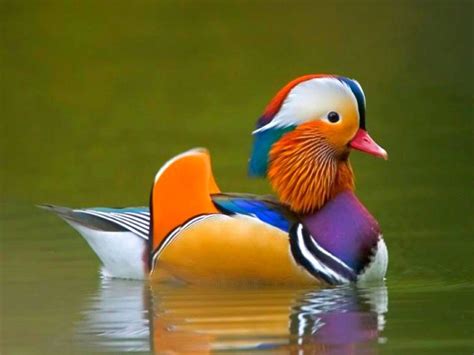 Colorful Duck In Water 1920×1200 Gogambar