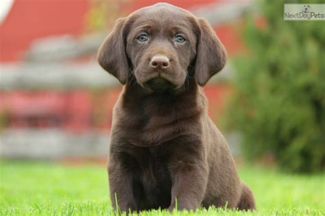 Submitted 3 years ago by osound. Labrador Retriever puppy for sale near Lancaster ...