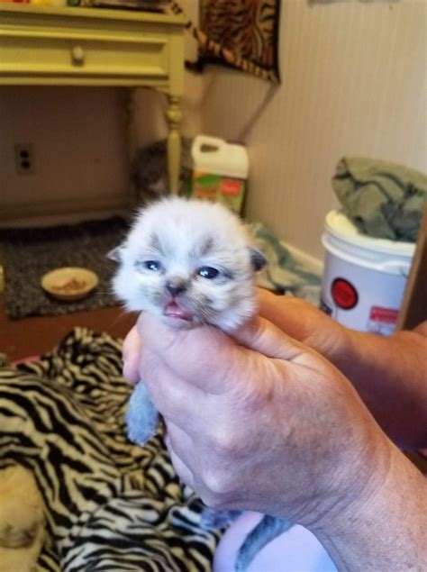 We did not find results for: Ragdoll Cats For Sale | Newark, NY #305592 | Petzlover