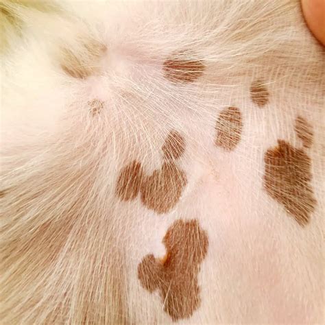 Brown Spots On Dogs Belly Looks Like Dirt 🐶 Petibble