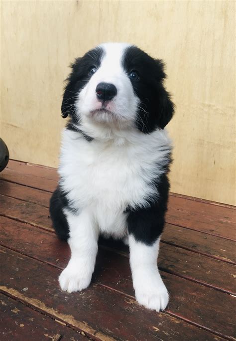 Border Collie Puppies URGENT