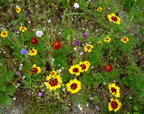 Am puls der zeit, mainstream und trendsetter zugleich, besinnt sich die blumenwiese den kostbaren kleinigkeiten, die gerade jetzt wichtig sind, um einmal so richtig abzuschalten und einen stressigen tag ausklingen zu. Blumenwiese Foto & Bild | pflanzen, pilze & flechten ...