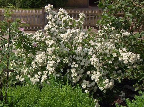 Jasmin blüht von juni bis september. Pfeifenstrauch / Falscher Jasmin 'Dame Blanche ...