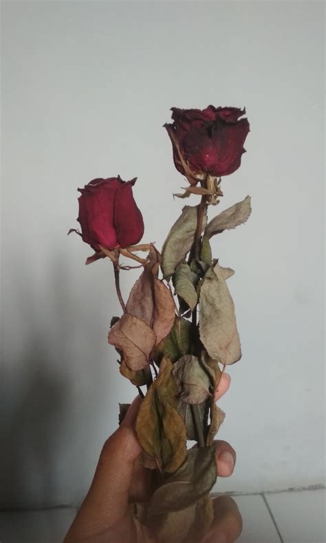 Bunga Mawar Layu Background