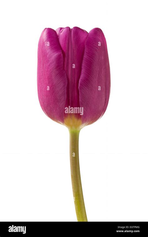 Beautiful Purple Tulip Flower On White Stock Photo Alamy