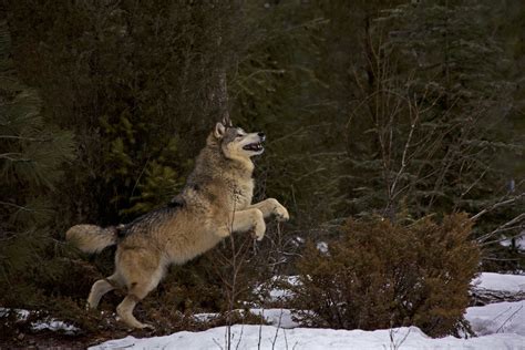 Jumping Wolf Pete Severens Flickr