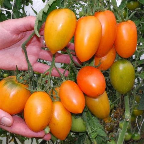Tomates Tomates Très Productives Graines De Tomates