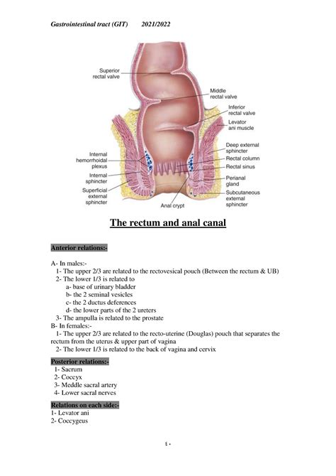 Rectum And Anal Canal Gastrointestinal Tract Git Dr Mohammed Abdelrahman The