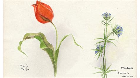 Botanical Art Botanical Flowers Illustration Illustration Of Many