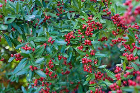 Pyracantha Wild Red Berries Bush Stock Photo Download Image Now Istock