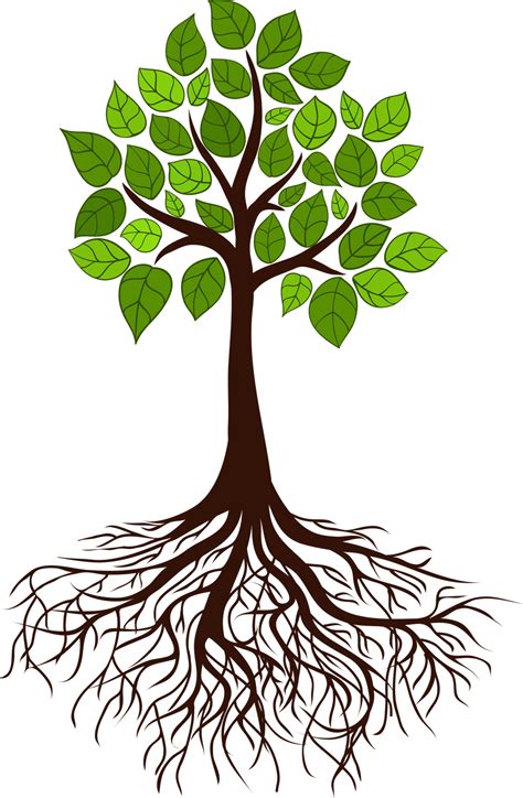 Tree Root Png Free Logo Image