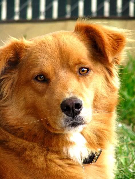 This is a medium to large sized dog that would make a loving, zealous and frolicsome pet that look for a golden retriever and aussie mix. Australian Shepherd/Golden Retriever Mix | Golden ...