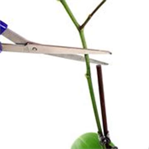 Il modo corretto di potare la punta (gambo floreale) di un'orchidea dipende dal tipo di orchidea che hai. Potatura Orchidea - Orchidee - Come potare le orchidee