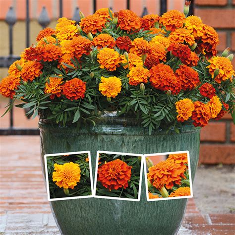Plant seeds 1/4″ deep and thin them to one per seedling pot. Marigold Fireball F1 Plants From Mr Fothergills Seeds and ...