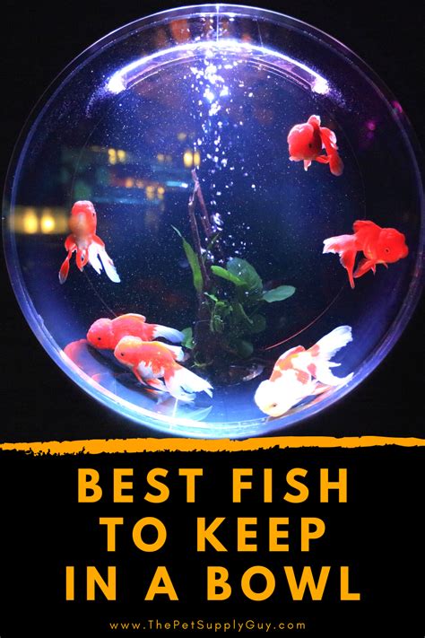 Best Fish for Bowls in 2020 | Fish supplies, Low ...