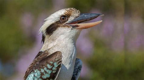 Bunyi suara burung kutilang perak. Suara Burung KOOKABURRA Gacor Cocok Untuk MASTERAN Burung ...
