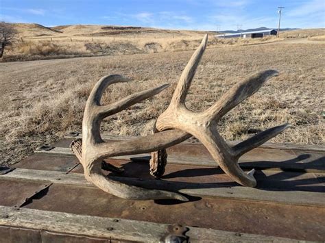 Pin By Adam On Shedsdead Heads Whitetail Deer Shed Antlers Deer