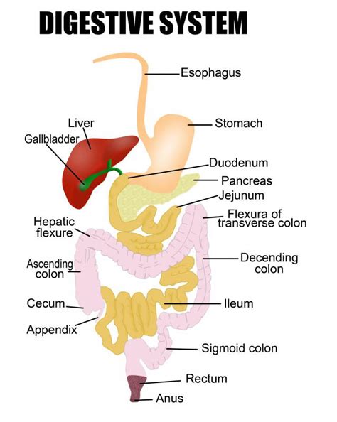 What Are Accessory Organs Of The Digestive System