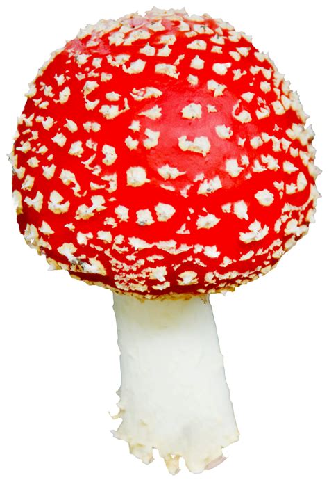Mushroom Png Transparent Mushroompng Images Pluspng