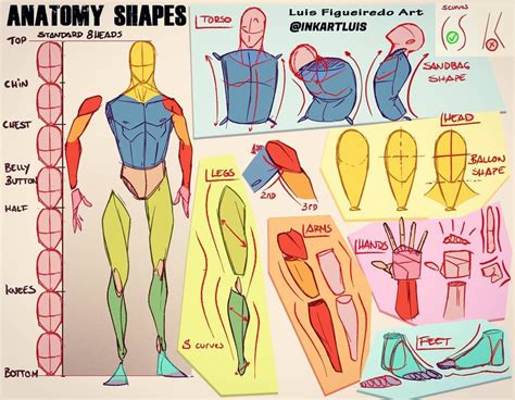 LuÍs Figueiredo Art On Instagram “how To Draw Anatomy Basic Shapes