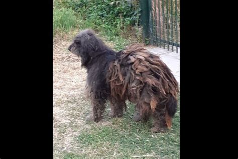 Φούρκα χαλκιδικής πωλείται μεζονέτα 90 τ.μ. Φούρκα Χαλκιδικής: Έκκληση για την περισυλλογή αδέσποτου ...