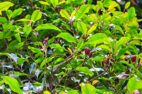 Clove Tree Syzygium Aromaticum With Aromatic Flower Buds In Bloom