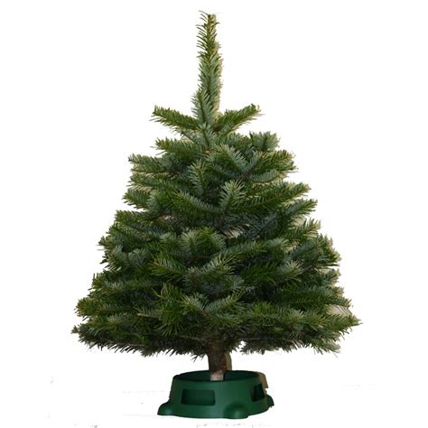 2 5 Ft Noble Fir Real Christmas Tree In The Fresh Christmas Trees