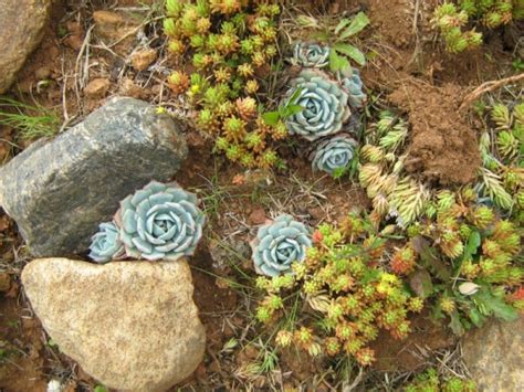 And most importantly, how to overcome the water scarcity problem? Cactus Garden | Cacti and Succulent Garden | Hobby