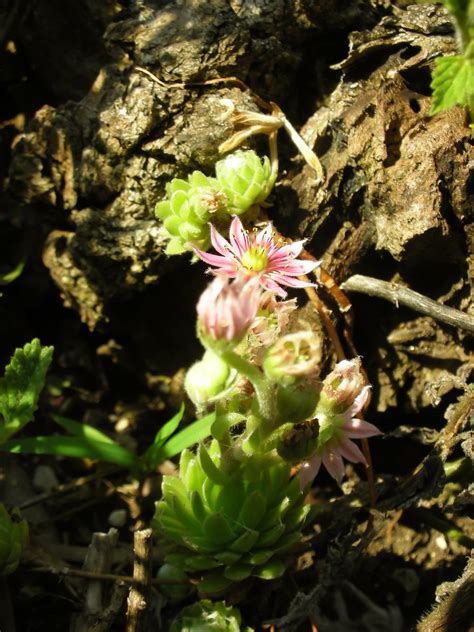Its leaves are covered with tiny hairs and this plant grows the leaves' edges are pinkish in color but turns red when directly exposed to sunlight. Free Small succulent, with small flower Stock Photo ...