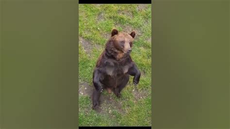 Wild Brown Bear Standing Bear Dancing Bear Shorts Youtube