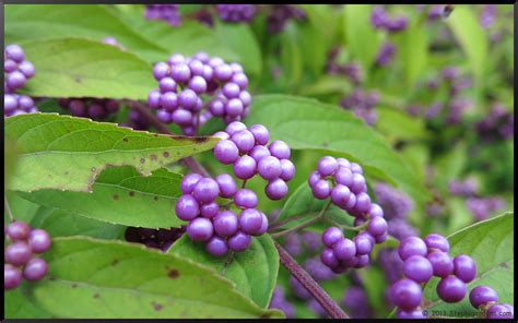 Purpleand green berries on stem. Purple Beautyberry Bush - Stephi Gardens