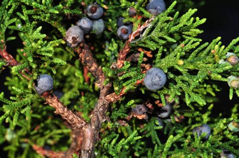 Juniperus monticola () description